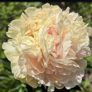 Півонія Summer Glow корінь 3-5 бруньки 034-815 фото