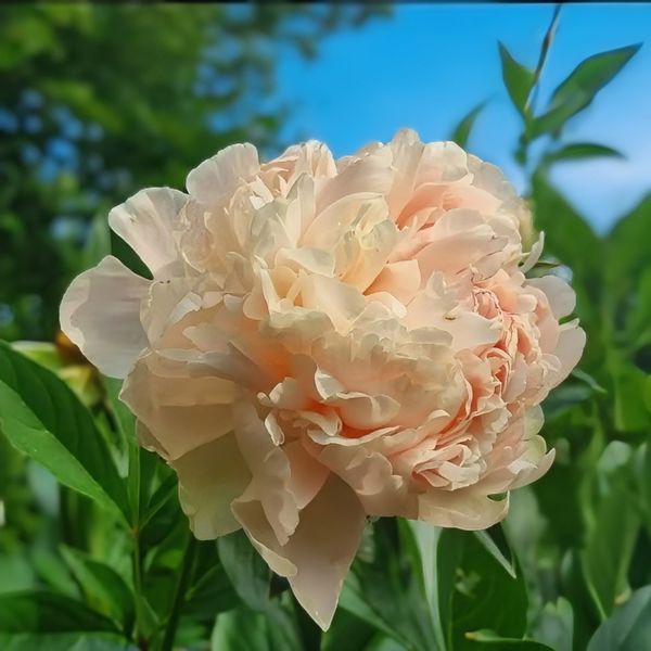 Півонія Summer Glow корінь 3-5 бруньки 034-815 фото