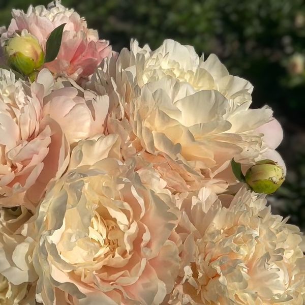 Півонія Summer Glow корінь 3-5 бруньки 034-815 фото