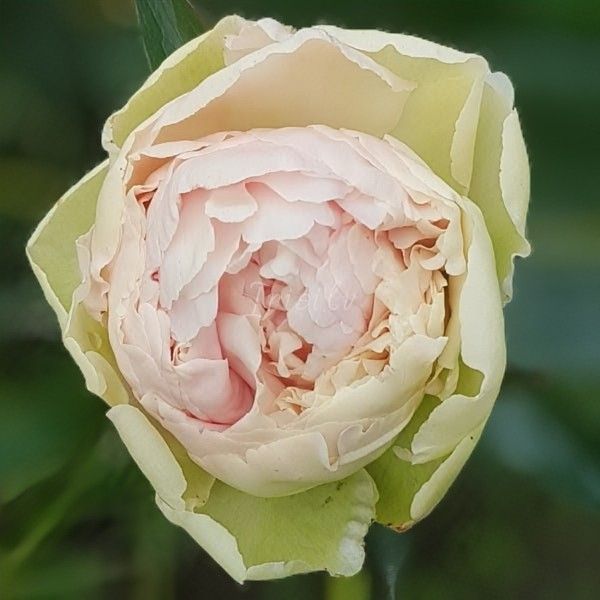 Півонія Summer Glow корінь 3-5 бруньки 034-815 фото