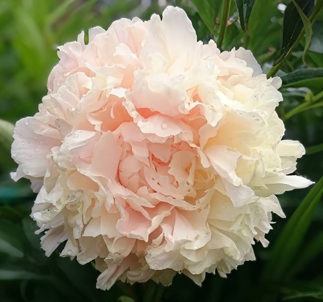 Півонія Summer Glow корінь 3-5 бруньки 034-815 фото