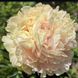 Півонія Summer Glow корінь 3-5 бруньки 034-815 фото 1