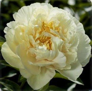 Півонія Sunny Girl корінь 3-5 бруньки a8i-3c2 фото