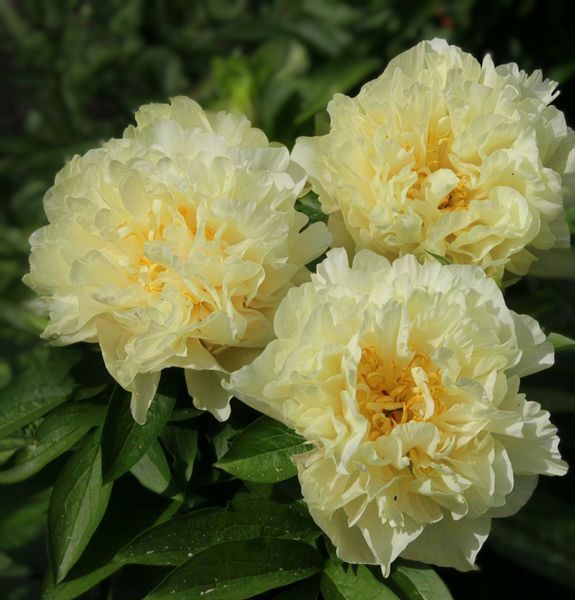 Півонія Sunny Girl корінь 3-5 бруньки a8i-3c2 фото