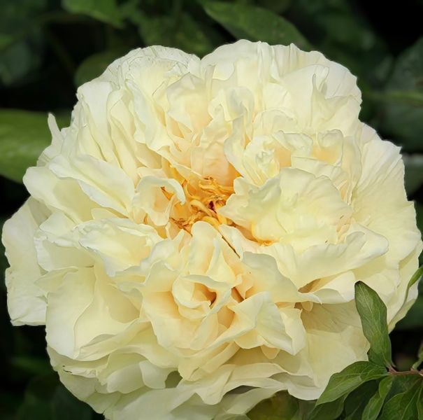 Півонія Sunny Girl корінь 3-5 бруньки a8i-3c2 фото