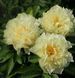 Півонія Sunny Girl корінь 3-5 бруньки a8i-3c2 фото 3