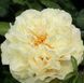 Півонія Sunny Girl корінь 3-5 бруньки a8i-3c2 фото 2
