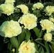 Півонія Sunny Girl корінь 3-5 бруньки a8i-3c2 фото 4