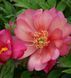 Пион Julia Rose &mdash; купить корень 3&ndash;5 почек 942-722 фото 3