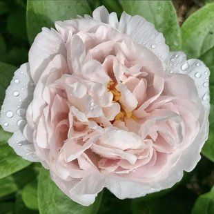 Півонія Blushing Princess корінь 3-5 бруньки 68c-638 фото