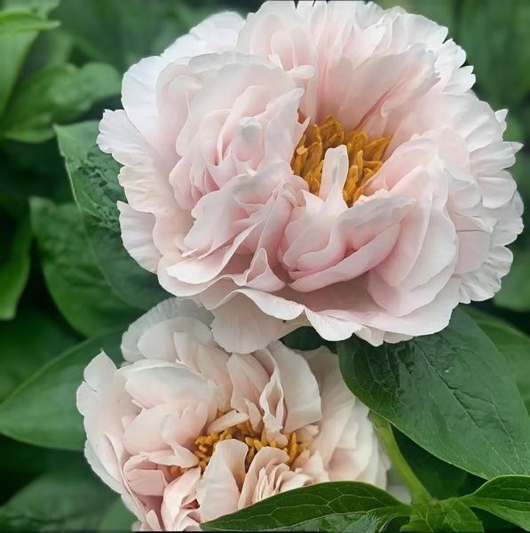 Півонія Blushing Princess корінь 3-5 бруньки 68c-638 фото