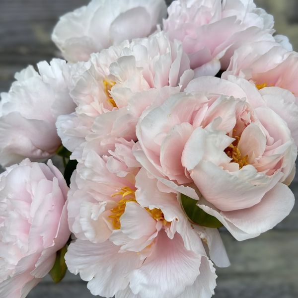 Півонія Blushing Princess корінь 3-5 бруньки 68c-638 фото