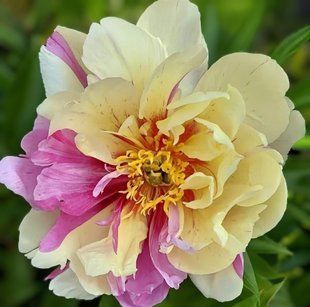 Півонія Lemon Dream корінь 3&ndash;5 бруньки 0i0-00c фото