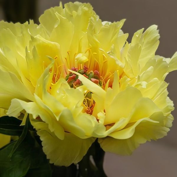Півонія Lemon Dream корінь 3&ndash;5 бруньки 0i0-00c фото