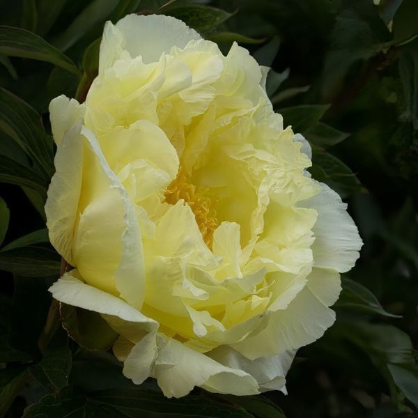 Півонія Lemon Dream корінь 3&ndash;5 бруньки 0i0-00c фото