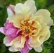 Півонія Lemon Dream корінь 3&ndash;5 бруньки 0i0-00c фото 1