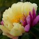 Півонія Lemon Dream корінь 3&ndash;5 бруньки 0i0-00c фото 5