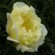 Півонія Lemon Dream корінь 3&ndash;5 бруньки 0i0-00c фото 3