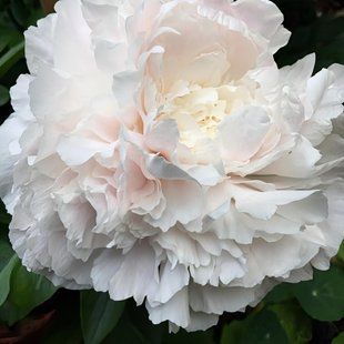 Півонія Chiffon Parfait корінь 3-5 бруньки 291-8i8 фото