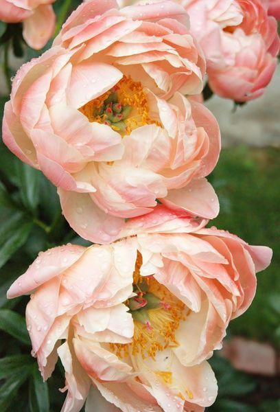 Півонія Coral Charm корінь 3-5 бруньки 067-335 фото