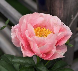 Soft Salmon Saucer 760-168 фото