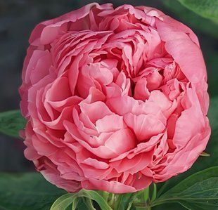 Півонія Majesty&rsquo;s Coral корінь 3&ndash;5 бруньки 26i-681 фото
