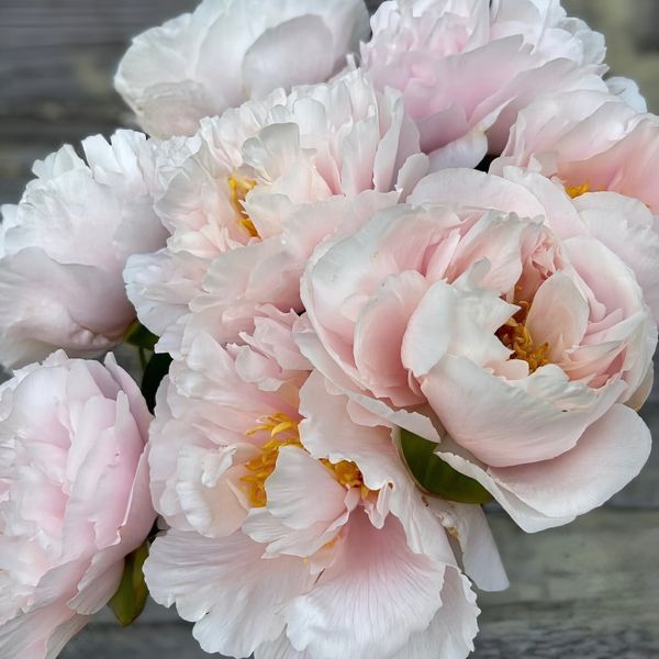 Blushing Princess (Рум'яна принцеса) &mdash; зріз піонії, ранній сорт 0a6-1a8 фото