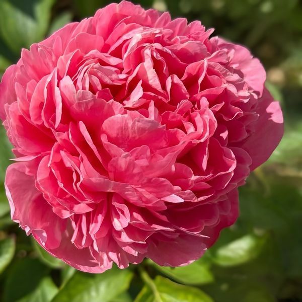 Півонія Majesty&rsquo;s Coral корінь 3&ndash;5 бруньки 26i-681 фото