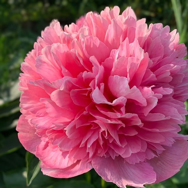 Півонія Majesty&rsquo;s Coral корінь 3&ndash;5 бруньки 26i-681 фото