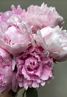 Sarah Bernhardt (Сара Бернар) &mdash; зріз піонії, рожева махрова, червень 920-00c фото