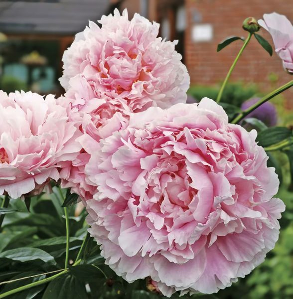 Sarah Bernhardt (Сара Бернар) &mdash; зріз піонії, рожева махрова, червень 920-00c фото