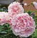 Sarah Bernhardt (Сара Бернар) &mdash; зріз піонії, рожева махрова, червень 920-00c фото 2